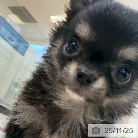 福岡県のチワワ(ロング) (ペットプラス ららぽーと福岡店/2025年9月23日生まれ/男の子/ブラックタンホワイト)の子犬の4枚目の画像