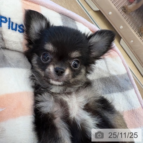 福岡県のチワワ(ロング) (ペットプラス ららぽーと福岡店/2025年9月23日生まれ/男の子/ブラックタンホワイト)の子犬の3枚目の画像
