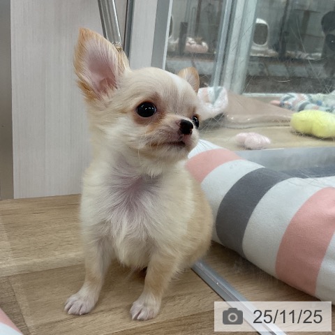 チワワの写真