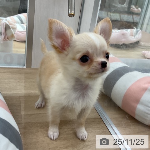 チワワの写真