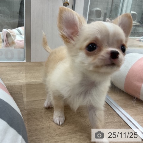 チワワの写真
