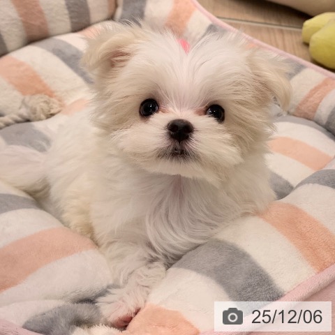 千葉県のマルチーズ (ペットプラス 幕張新都心店/2025年9月24日生まれ/男の子/ホワイト)の子犬の3枚目の画像