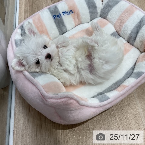 マルチーズの写真