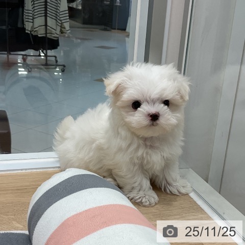 マルチーズの写真