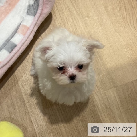 マルチーズの写真