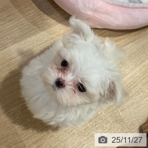 マルチーズの写真