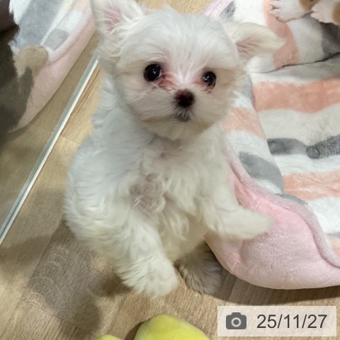 マルチーズの写真