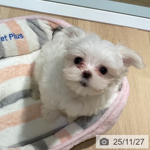 マルチーズの写真