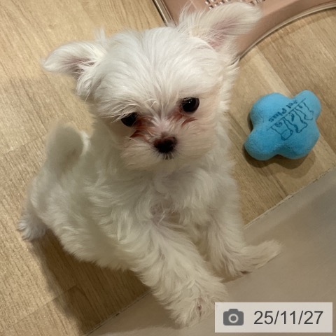 マルチーズの写真