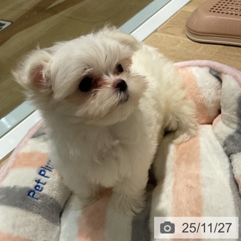 マルチーズの写真