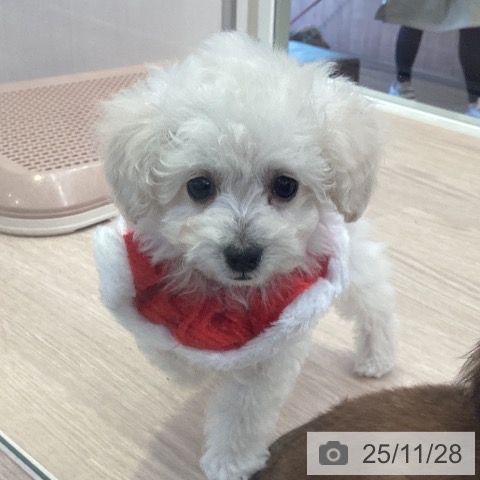 千葉県のトイプードル(トイ) (ペットプラス 木更津店/2025年9月20日生まれ/女の子/ホワイト)の子犬の4枚目の画像