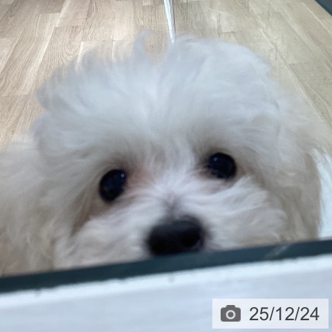 千葉県のトイプードル(トイ) (ペットプラス 木更津店/2025年9月20日生まれ/女の子/ホワイト)の子犬の3枚目の画像