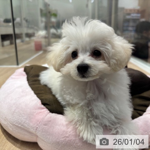 千葉県のトイプードル(トイ) (ペットプラス 木更津店/2025年9月20日生まれ/女の子/ホワイト)の子犬の3枚目の画像