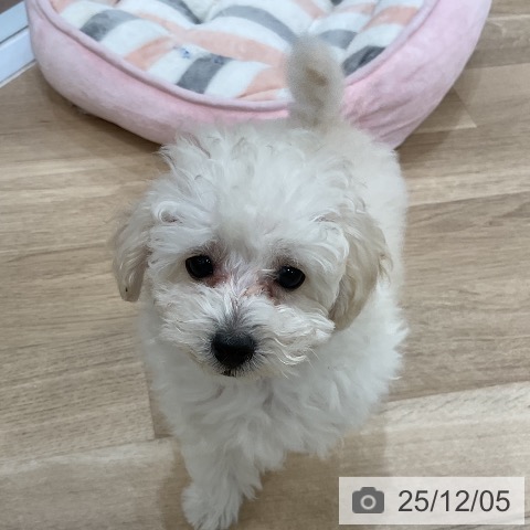 福岡県のトイプードル(トイ) (ペットプラス 香椎浜店/2025年9月20日生まれ/女の子/ホワイト)の子犬の3枚目の画像