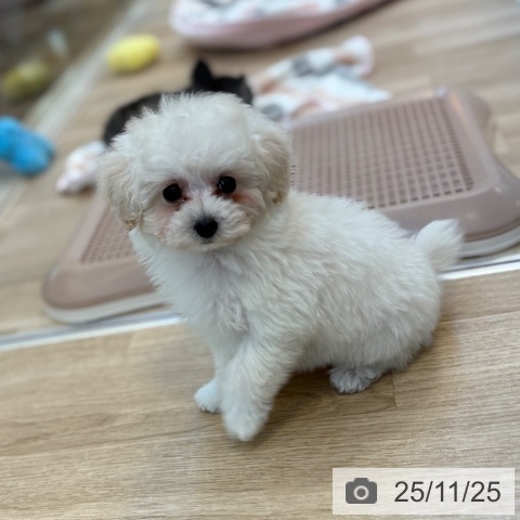 トイ・プードルの写真