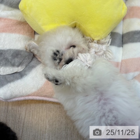 福岡県のトイプードル(トイ) (ペットプラス ららぽーと福岡店/2025年9月20日生まれ/女の子/ホワイト)の子犬の4枚目の画像