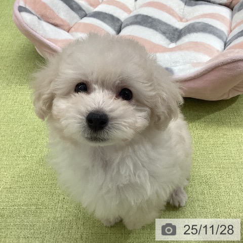 熊本県のトイプードル(トイ) (ペットプラス 熊本店/2025年9月25日生まれ/男の子/ホワイト)の子犬の4枚目の画像