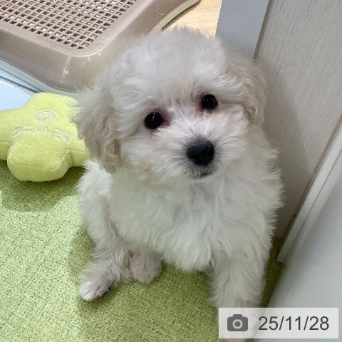 熊本県のトイプードル(トイ) (ペットプラス 熊本店/2025年9月25日生まれ/男の子/ホワイト)の子犬の3枚目の画像