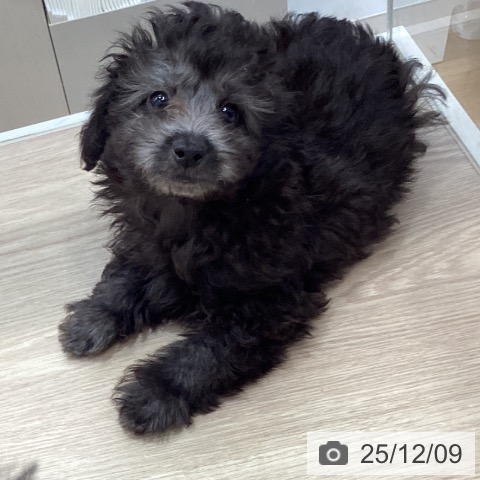 沖縄県のトイプードル(トイ) (ペットプラス 沖縄ライカム店/2025年9月25日生まれ/男の子/シルバー)の子犬の4枚目の画像