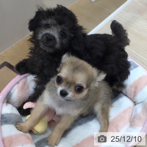 沖縄県のトイプードル(トイ) (ペットプラス 沖縄ライカム店/2025年9月25日生まれ/男の子/シルバー)の子犬の3枚目の画像