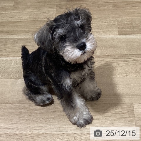 鹿児島県のミニチュアシュナウザー (ペットプラス 姶良店/2025年9月25日生まれ/男の子/ソルトペッパー)の子犬の3枚目の画像