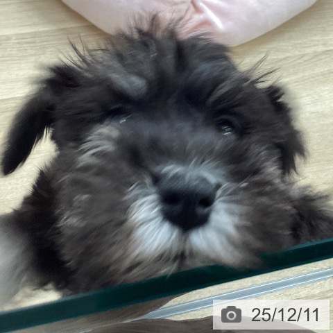 福岡県のミニチュアシュナウザー (ペットプラス 春日店/2025年9月25日生まれ/女の子/ブラックシルバー)の子犬の3枚目の画像