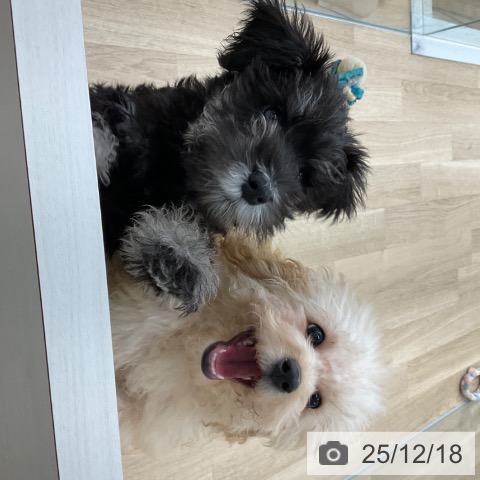 福岡県のミニチュアシュナウザー (ペットプラス 春日店/2025年9月25日生まれ/女の子/ブラックシルバー)の子犬の3枚目の画像