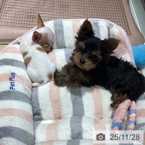 ヨークシャー・テリアの写真