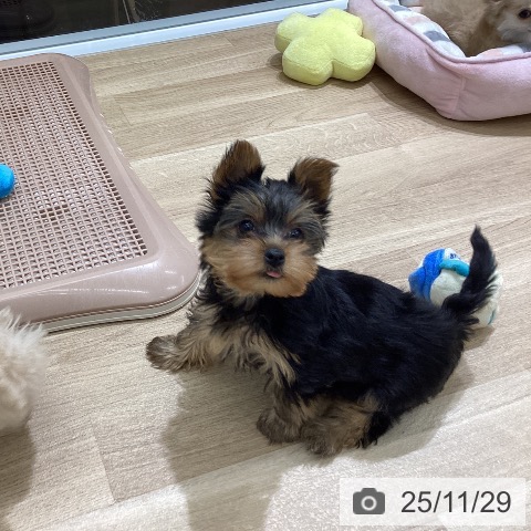 宮城県のヨークシャーテリア (ペットプラス 名取店/2025年9月22日生まれ/女の子/スチールブルータン)の子犬の4枚目の画像