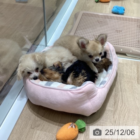 宮城県のヨークシャーテリア (ペットプラス 名取店/2025年9月22日生まれ/女の子/スチールブルータン)の子犬の3枚目の画像