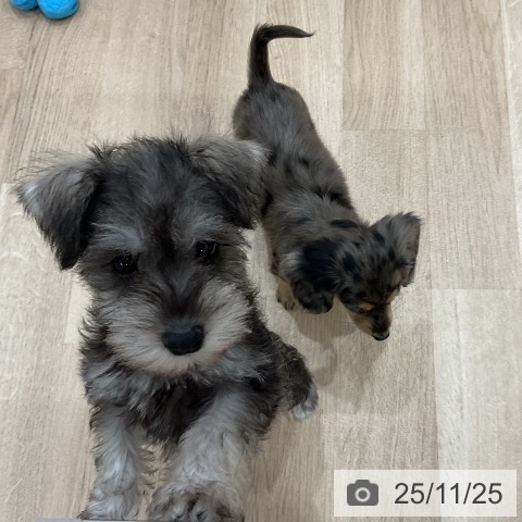 ミニチュア・シュナウザーの写真