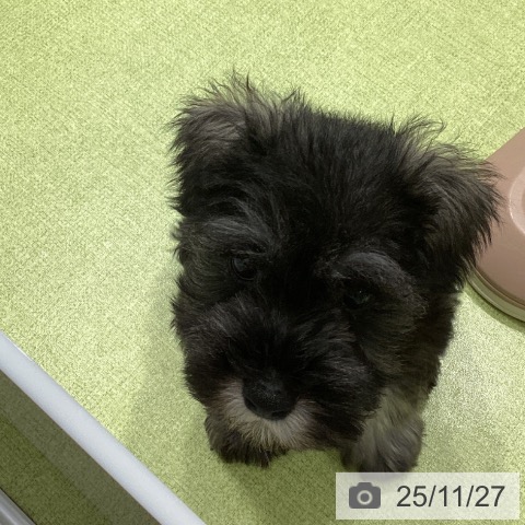 ミニチュア・シュナウザーの写真