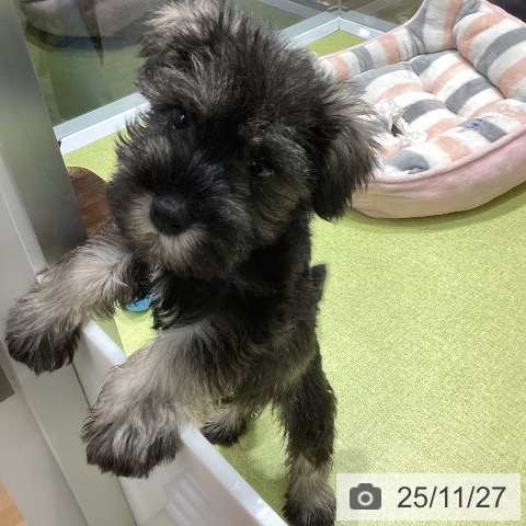 ミニチュア・シュナウザーの写真