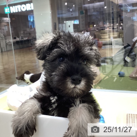 ミニチュア・シュナウザーの写真