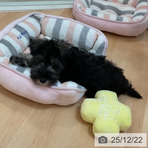 福岡県のミニチュアシュナウザー (ペットプラス 福岡伊都店/2025年9月16日生まれ/男の子/ソルトペッパー)の子犬の4枚目の画像