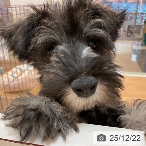 福岡県のミニチュアシュナウザー (ペットプラス 福岡伊都店/2025年9月16日生まれ/男の子/ソルトペッパー)の子犬の3枚目の画像