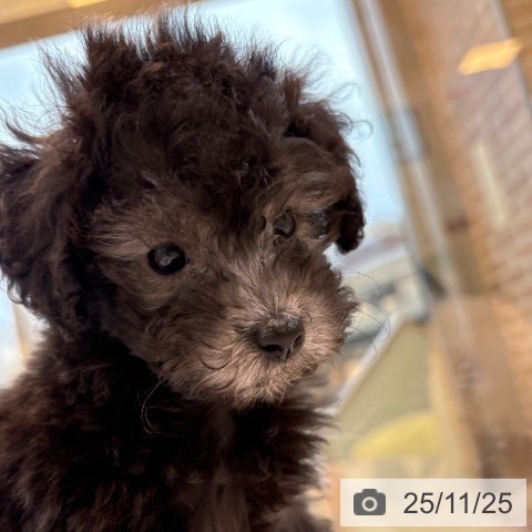 福岡県のトイプードル(トイ) (ペットプラス ららぽーと福岡店/2025年9月25日生まれ/男の子/シルバー)の子犬の4枚目の画像