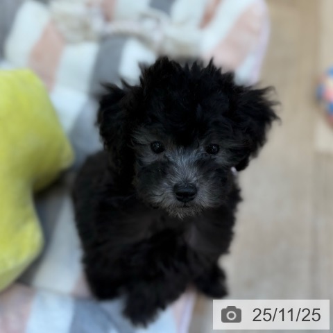 トイ・プードルの写真