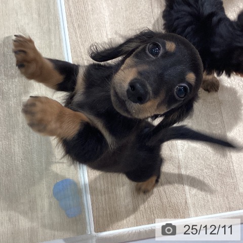 埼玉県のミニチュアダックスフンド(ロング) (ペットプラス ピオニウォーク東松山店/2025年9月24日生まれ/男の子/ブラックタン)の子犬の4枚目の画像