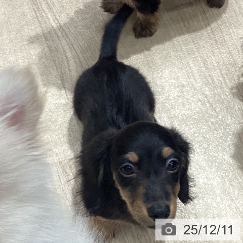 埼玉県のミニチュアダックスフンド(ロング) (ペットプラス ピオニウォーク東松山店/2025年9月24日生まれ/男の子/ブラックタン)の子犬の4枚目の画像