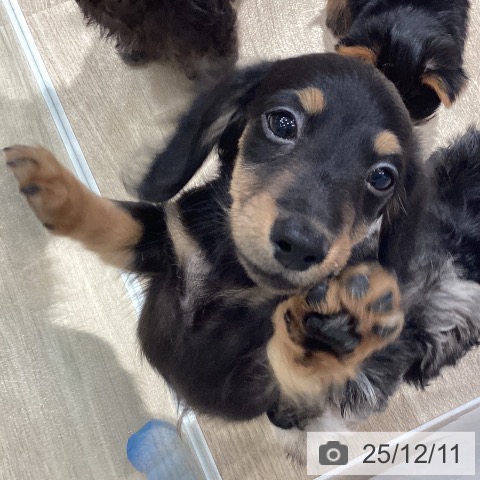 埼玉県のミニチュアダックスフンド(ロング) (ペットプラス ピオニウォーク東松山店/2025年9月24日生まれ/男の子/ブラックタン)の子犬の3枚目の画像