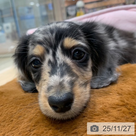 ミニチュア・ダックスフンドの写真