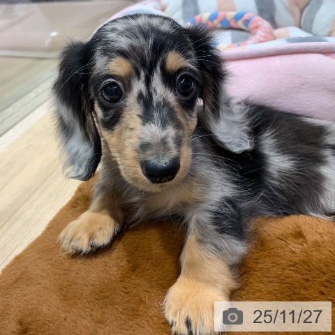 ミニチュア・ダックスフンドの写真