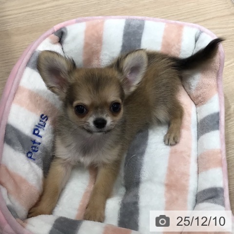 沖縄県のチワワ(ロング) (ペットプラス 沖縄ライカム店/2025年9月25日生まれ/男の子/フォーンホワイト)の子犬の4枚目の画像