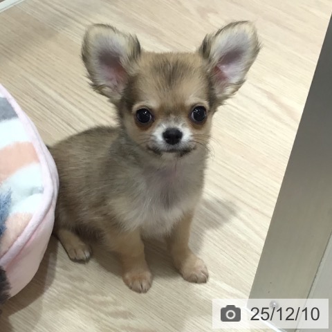 沖縄県のチワワ(ロング) (ペットプラス 沖縄ライカム店/2025年9月25日生まれ/男の子/フォーンホワイト)の子犬の3枚目の画像