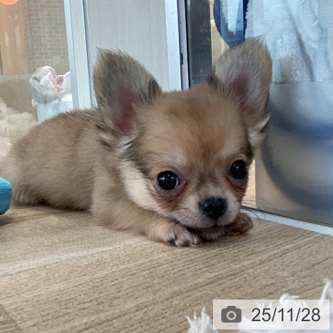 福岡県のチワワ(ロング) (ペットプラス ららぽーと福岡店/2025年9月25日生まれ/男の子/フォーンホワイト)の子犬の4枚目の画像