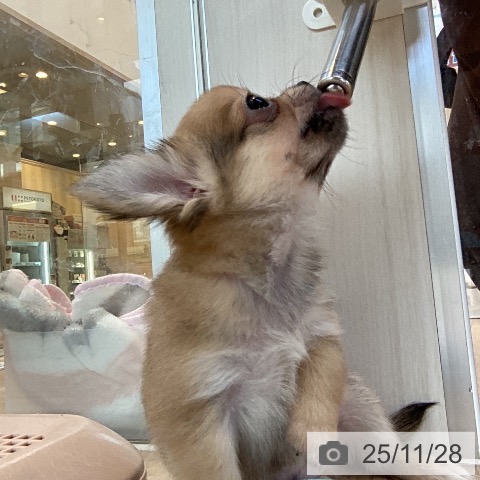 福岡県のチワワ(ロング) (ペットプラス ららぽーと福岡店/2025年9月25日生まれ/男の子/フォーンホワイト)の子犬の3枚目の画像