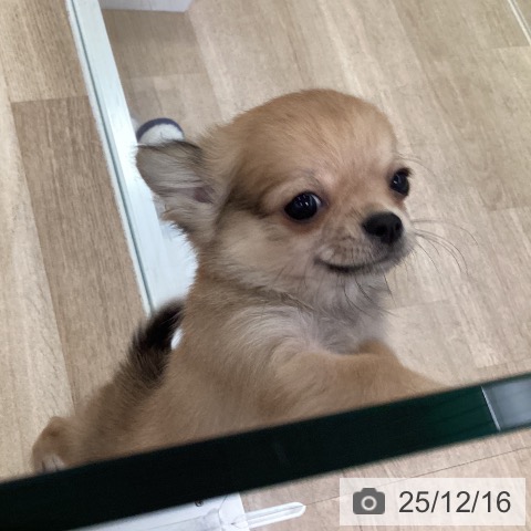 福岡県のチワワ(ロング) (ペットプラス ららぽーと福岡店/2025年9月25日生まれ/男の子/フォーンホワイト)の子犬の3枚目の画像