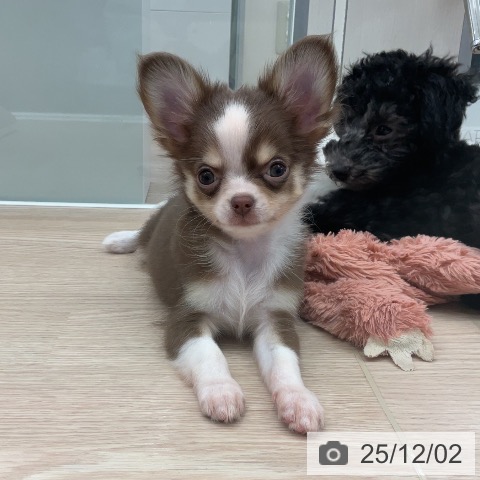 埼玉県のチワワ(ロング) (ペットプラス 上尾店/2025年9月18日生まれ/男の子/チョコレートタンホワイト)の子犬の4枚目の画像