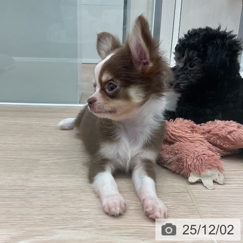 埼玉県のチワワ(ロング) (ペットプラス 上尾店/2025年9月18日生まれ/男の子/チョコレートタンホワイト)の子犬の3枚目の画像